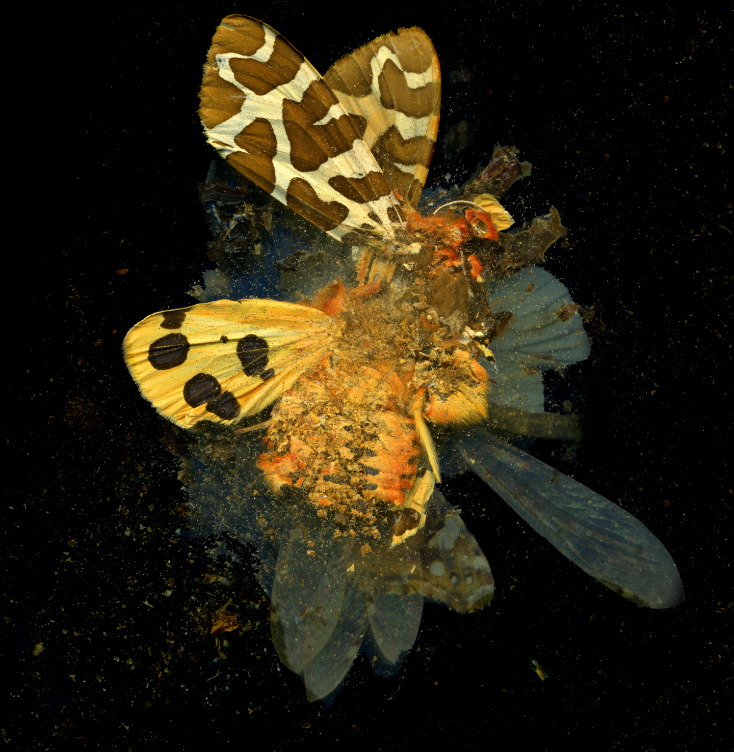 Insecticide · Mat Collishaw