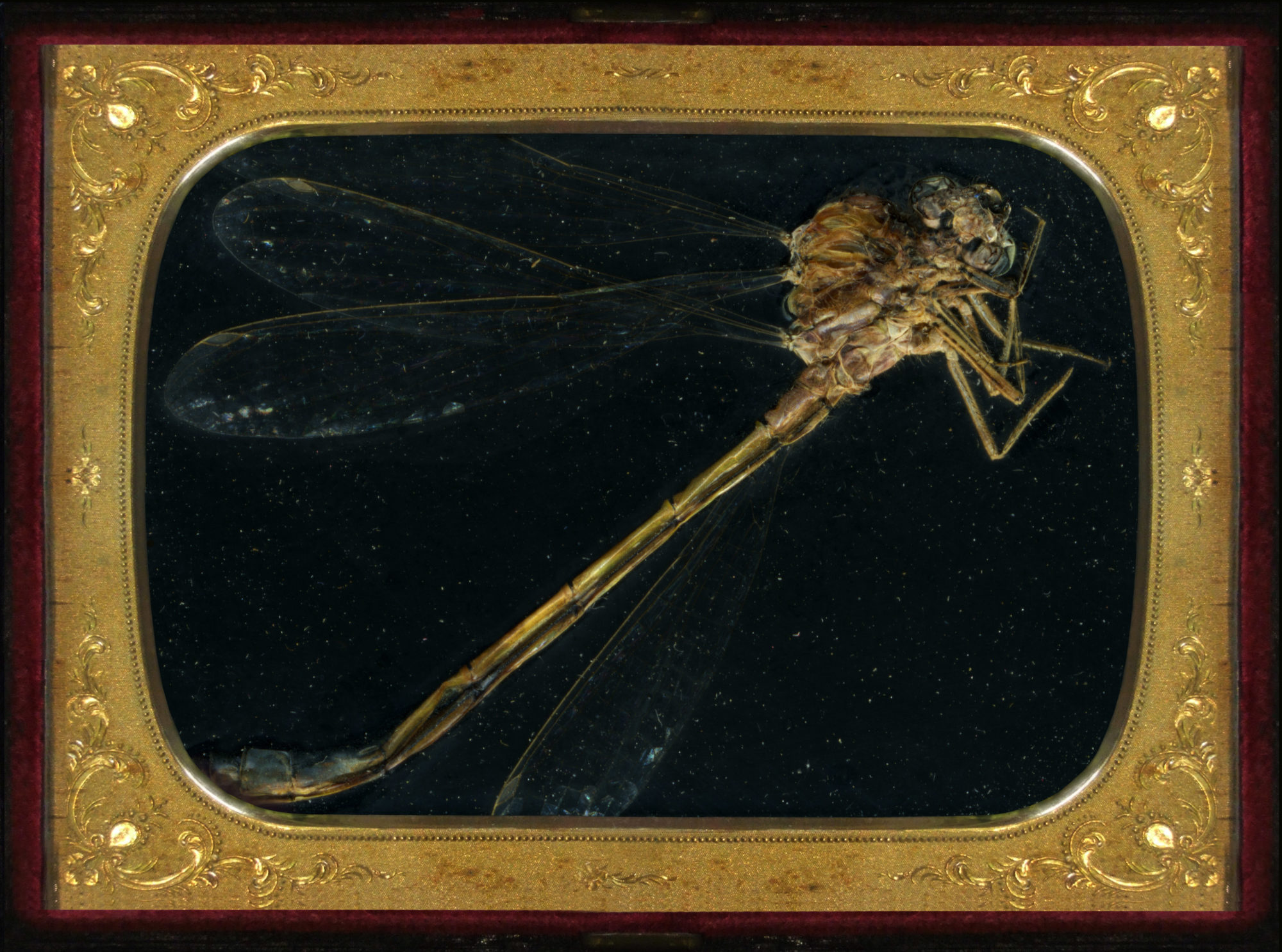Insecticide · Mat Collishaw