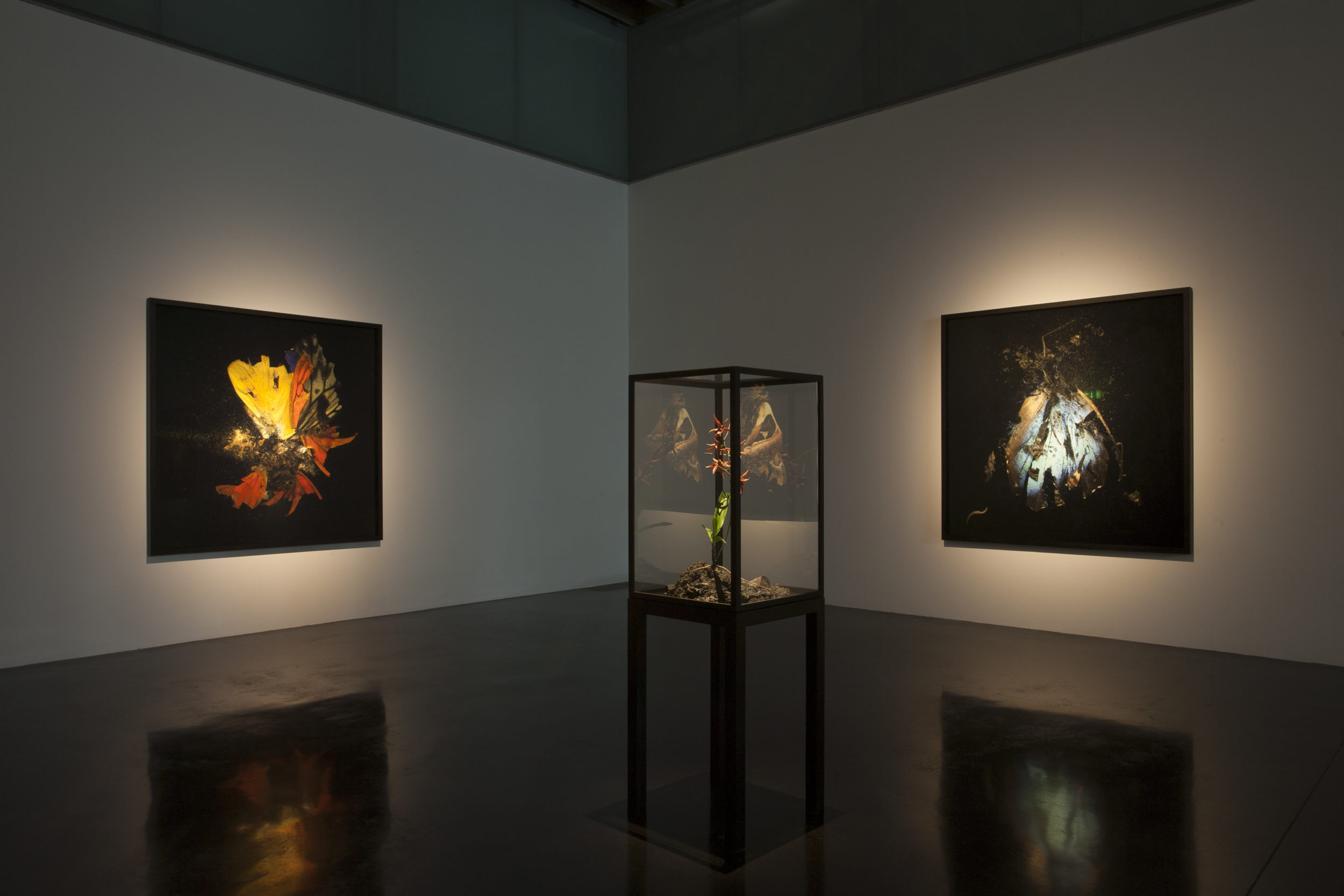 Mat Collishaw, New Art Gallery Walsall · Mat Collishaw