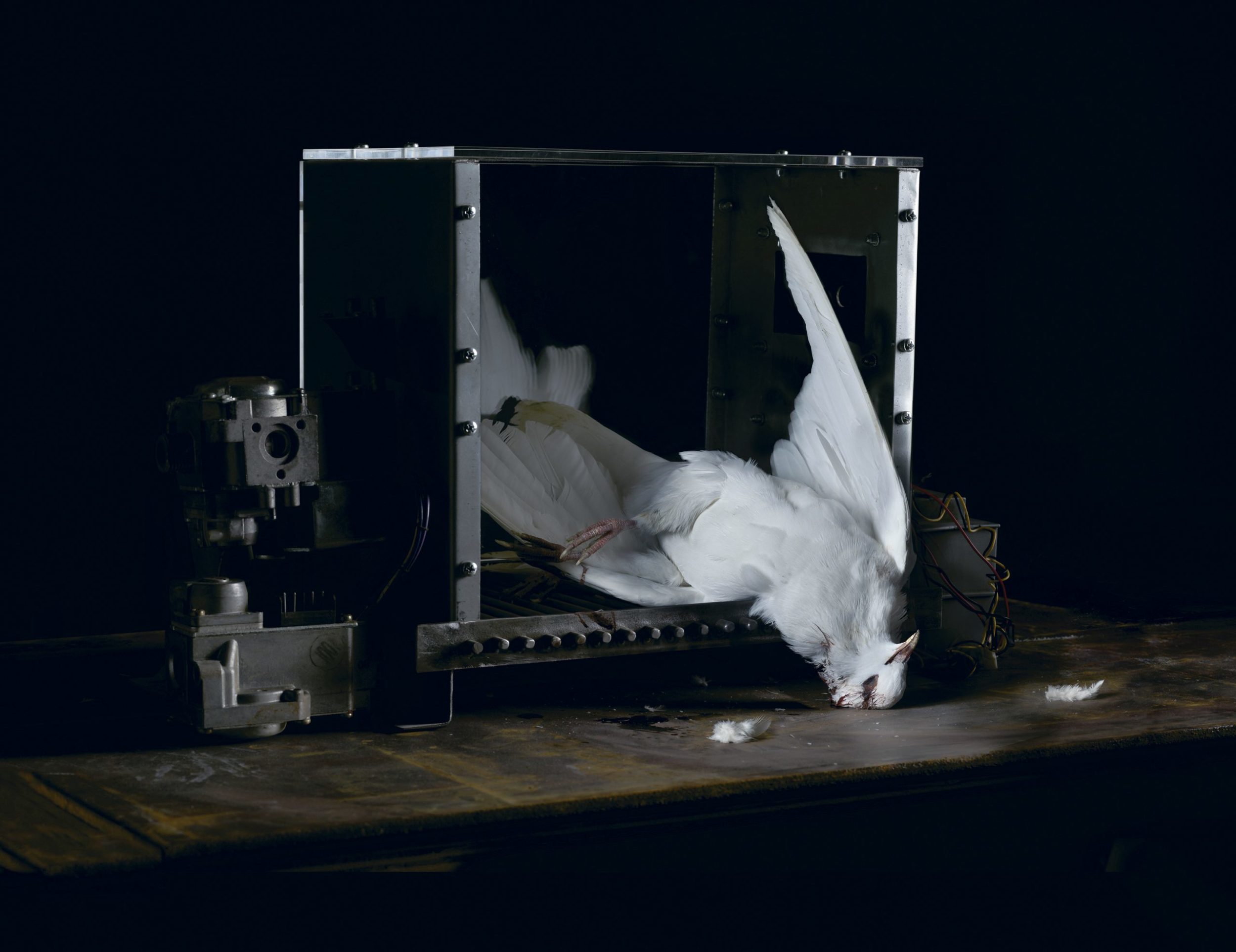 The Machine Zone · Mat Collishaw